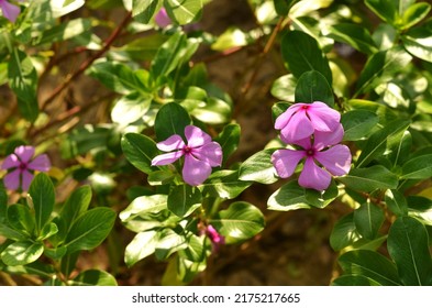 Pink Flower Tapak Dara Periwinkle Bloom Stock Photo 2175217665 ...