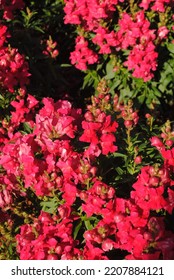 Pink Flower At Tesselaar Silvan