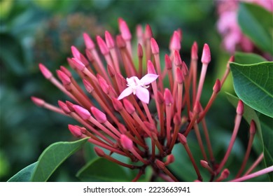 A pink flower that blooms among other flowers that are still budding on a blurry background - Shutterstock ID 2223663941