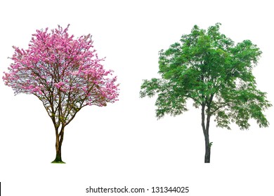 Similar Images, Stock Photos & Vectors of Pink flower tree isolated on