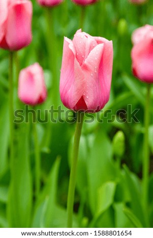 Similar – Foto Bild verträumt Natur Pflanze