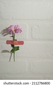 Pink flower under pink bandaid plaster on a simple white brick wall texture background. Healing concept idea. Light background.