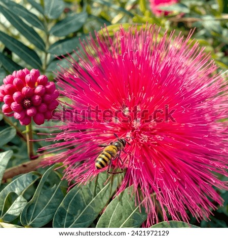 A Pink Flower with yellow Bee flying on it around green leave