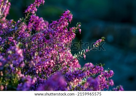 Pink flowering blossoms of Erica carnea (winter heath) in winter, closeup and selective focus against green background.