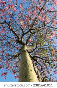 A pink flowering floss silk tree (Ceiba speciosa), is a deciduous tree native to the tropical and subtropical forests of South America. - Shutterstock ID 2381641011