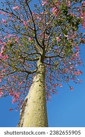 A pink flowering floss silk tree (Ceiba speciosa), is a deciduous tree native to the tropical and subtropical forests of South America. - Shutterstock ID 2382655905