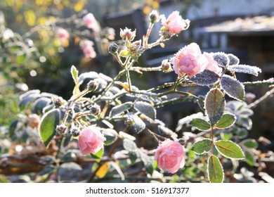 Pink Flowering Groundcover Roses In The Garden, Frosted. Undemanding Groundcover Varieties Of Roses Bloom Until Winter.