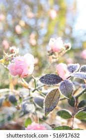 Pink Flowering Groundcover Roses In The Garden, Frosted. Undemanding Groundcover Varieties Of Roses Bloom Until Winter.