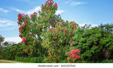 A Pink Flowering Gum Nut Tree In Parkland On A Summers Day