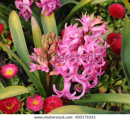 Pink Flowering Hyacinth (Hyacinthus orientalis) in a Flowerbed in a Country Cottage Garden, Surrey, England, UK