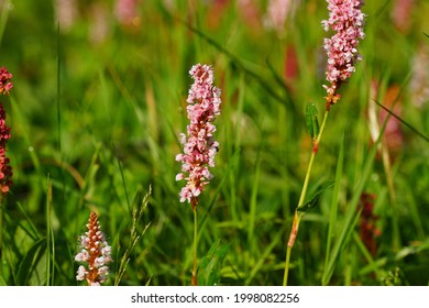 Pink Flowering Knotweed, Knotgrass (Polygonum Affine). Knotweed Family (Polygonaceae). Dutch Garden, June.  