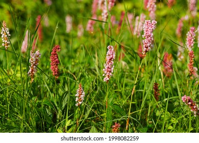 Pink Flowering Knotweed, Knotgrass (Polygonum Affine). Knotweed Family (Polygonaceae). Dutch Garden, June.  