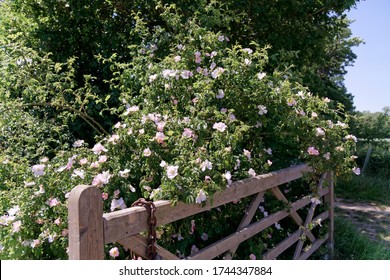 A pink flowering rambling Dog Rose, Rosa Canina in a hedgerow in the English countryside on a warm summers day - Shutterstock ID 1744347884