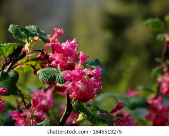 Flower Malformation Symptoms Of R Form Of Reversion In Black