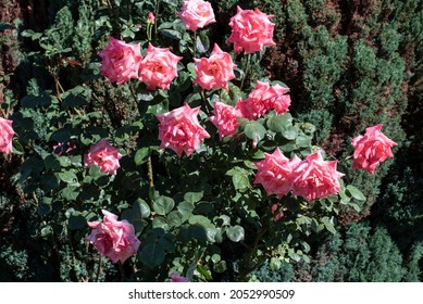 A Pink Flowering Rose Bush On A Sunny Morning After A Rainy Night