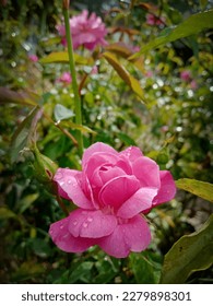 Pink Flowering Rose (Rosa Bonica 82 'Meidomonac'). Beautiful pink flowers on blurred background in village. - Shutterstock ID 2279898301