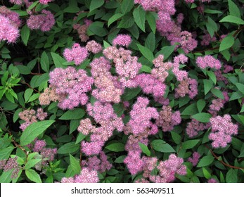 Pink Flowering Shrub