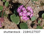 Pink flowering terminal indeterminate racemose capitate cluster inflorescence of Abronia Villosa, Nyctaginaceae, native annual monoclinous herb in Anza Borrego Desert State Park, Springtime.