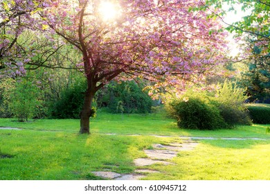 Pink Flowering Tree Over Nature Background / Spring Tree / Spring Background