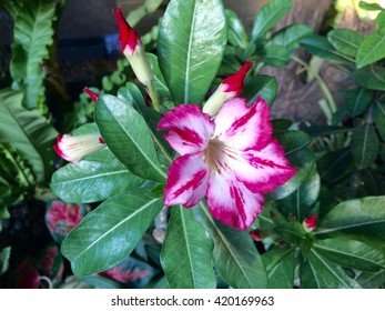 Pink flowers