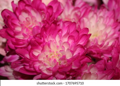 Pink Flowers for Administrative Professionals Day