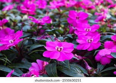 Pink flowers against a background of green foliage, close-up - Powered by Shutterstock