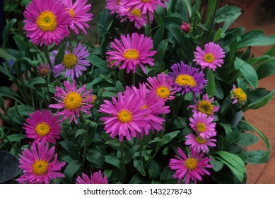 Pink Flowers Of Alpine Aster