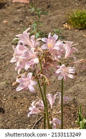 Pink Flowers Of 
Amaryllis Belladonna Plant