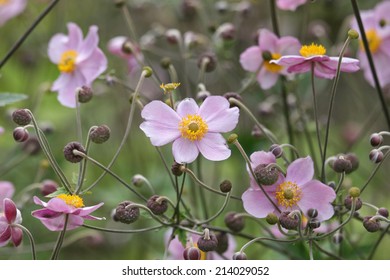15 Anemone hupehensis lemoine Images, Stock Photos & Vectors | Shutterstock