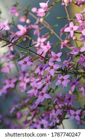 Pink flowers of Australian native Boronia ledifolia, family Rutaceae. Growing in woodland in the Royal National Park, Sydney, Australia. Also known as the Showy, Sydney or Ledum Boronia