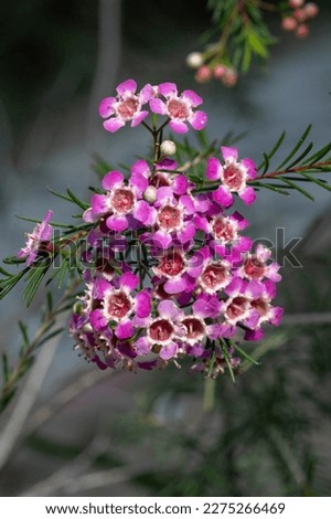 Pink flowers of Australian native Geraldton Wax, Chamelaucium uncinatum, Myrtaceae family. The top of a branch with an inflorescence