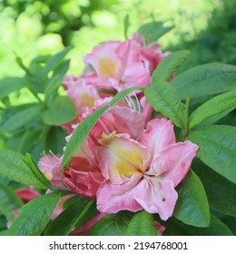 Pink Flowers Azalea Garden Rhododendron
