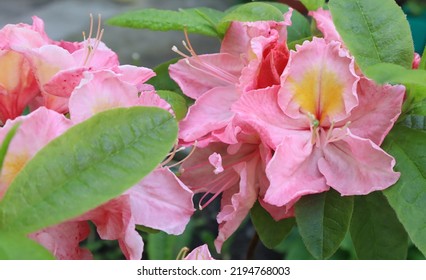 Pink Flowers Azalea Garden Rhododendron
