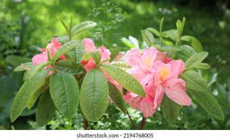 Pink Flowers Azalea Garden Rhododendron
