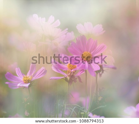 Similar – pink daisy Natur Frühling