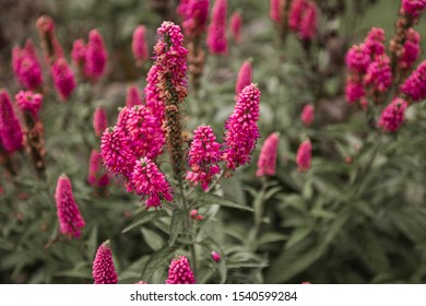 Pink flowers background. First love perennial plant. Top view nature texture. Pink and green natural background. Lithuania, Klaipeda. - Shutterstock ID 1540599284