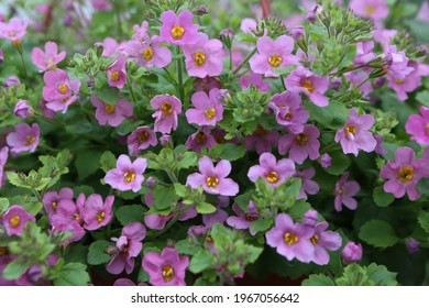 Pink flowers of bacopa (aquatic plants belonging to the family plantaginaceae) in garden. Blossoming of bacopa. Bacopa bloom in flowerpot. Spring plants, nature. Postcard with flowers: bacopa. Macro