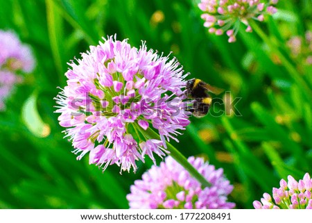 Pink flowers bee bumblebee  nature