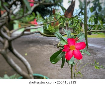 Pink flowers bloom among wet green leaves - Powered by Shutterstock