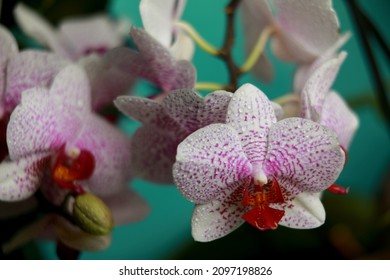 pink flowers bloomed in the orchid 