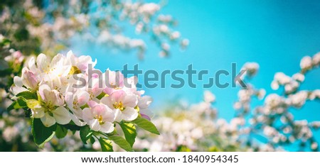 Pink flowers of blooming Apple tree in spring against blue sky on a Sunny day close-up macro in nature outdoors.