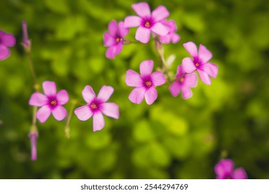 Pink Flowers Blooming with Bokeh - Powered by Shutterstock