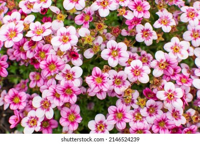 Pink Flowers Blooming Full Frame Nature Lanscape Background, Fresh Air, Morning Wake Up, Beuatiful In The Garden, Vibrant Color