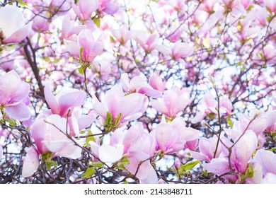 pink flowers of blooming magnolia tree in spring. macro and copy space