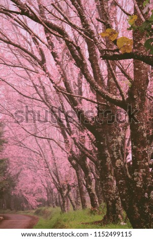 Pink flowers blooming in mist, Chiengmai Thailand, Vintage color tone