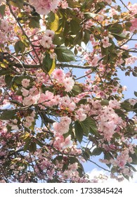 Pink Flowers Blooming On A Cherry Blossom Tree In The Springtime On A Walk Through A Massachusetts Neighborhood