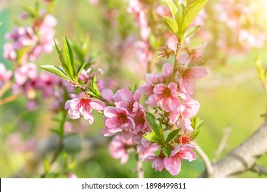 Pink Flowers Blooming Peach Tree at Spring. Beautiful peach blossom. toned.