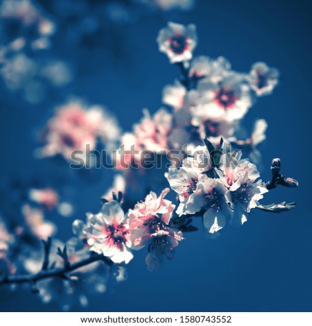 Similar – Japanese Spring Blossom