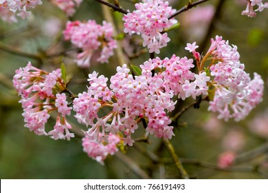 Pink flowers of the blooming shrub Arrowwood 'Dawn‘ in early spring (Viburnum x bodnantense) - Powered by Shutterstock