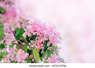 Pink flowers blooming in spring. Floral nature background with copy space